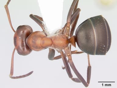 Formica exsectoides — queen photo 8