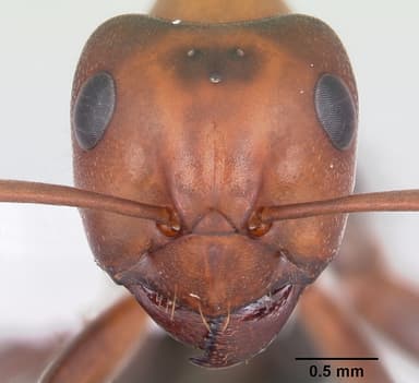 Formica exsectoides — queen photo 9