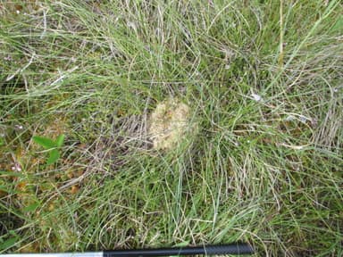 Formica forsslundi photo 8