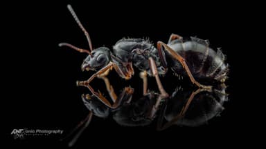 Formica fusca — queen photo 1