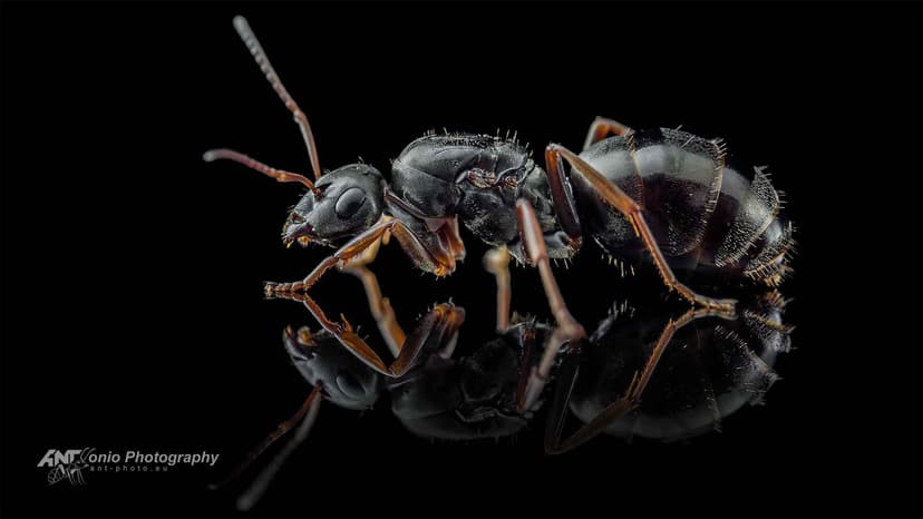 Formica fusca photo 1