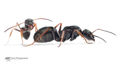 Formica fusca photo 3