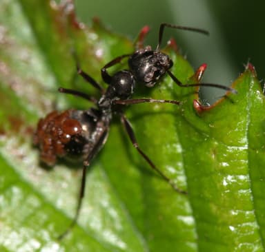 Formica fusca photo 21