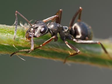 Formica fusca photo 33