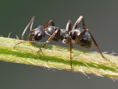 Formica fusca photo 34