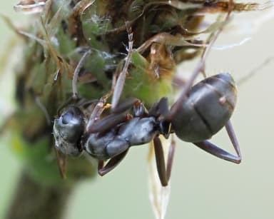 Formica fusca photo 39