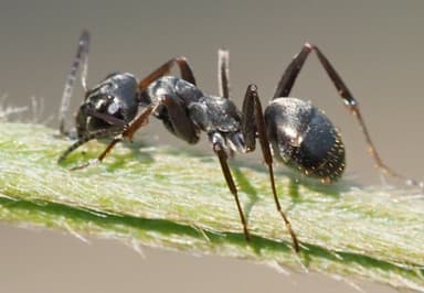 Formica fusca photo 41