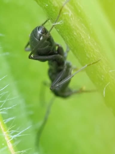 Formica fusca photo 43