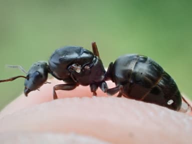 Formica fusca photo 48