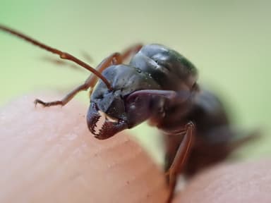 Formica fusca photo 51