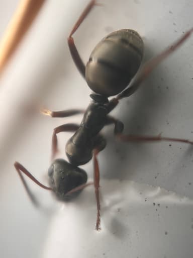 Formica fusca photo 56