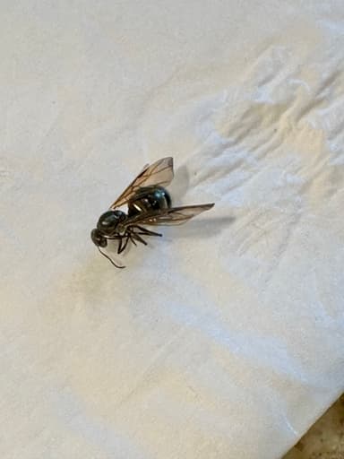 Formica fusca photo 63