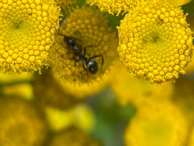 Formica fusca photo 64