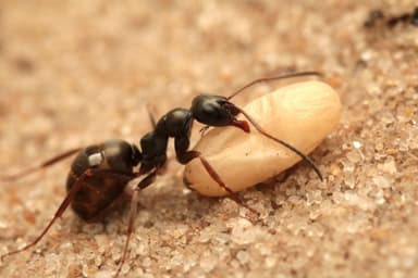 Formica fusca — worker photo 65