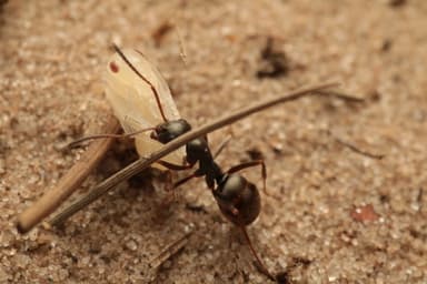 Formica fusca — worker photo 66
