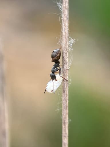 Formica fusca — worker photo 67