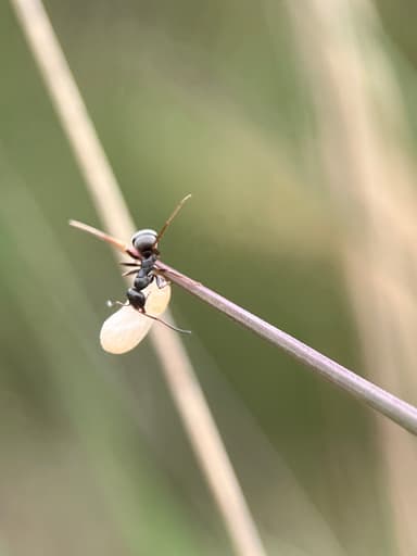 Formica fusca — worker photo 69