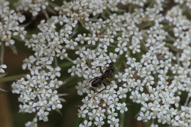 Formica fusca photo 72