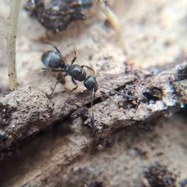 Formica fusca — queen photo 75