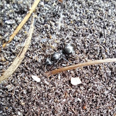 Formica fusca — queen photo 79