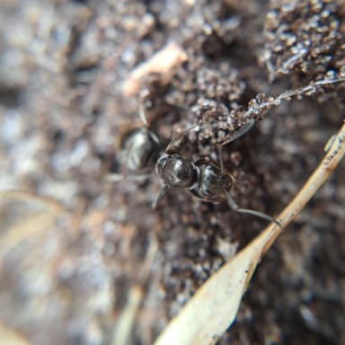 Formica fusca — queen photo 80