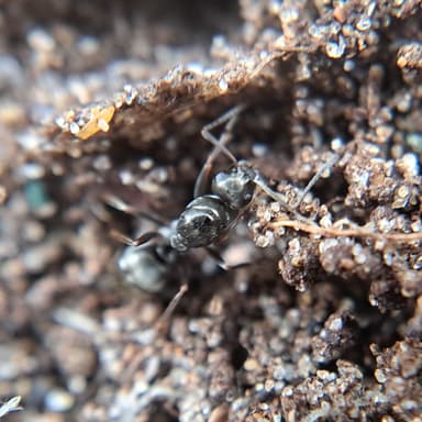 Formica fusca — queen photo 81