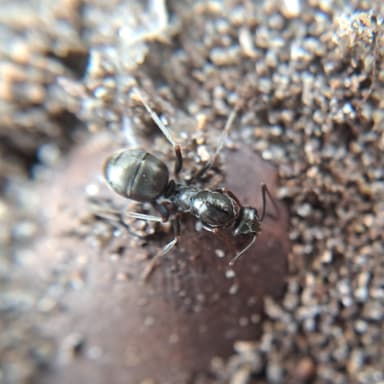 Formica fusca — queen photo 82
