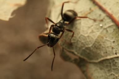 Formica fusca — queen photo 92