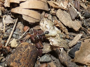 Formica fusca photo 95