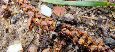 Formica fusca — queen photo 99