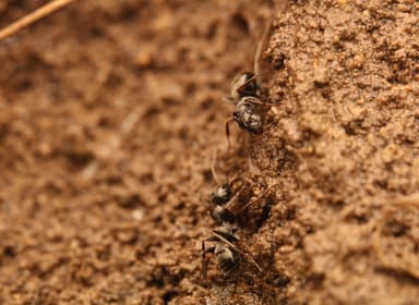 Formica fusca — colony photo 100