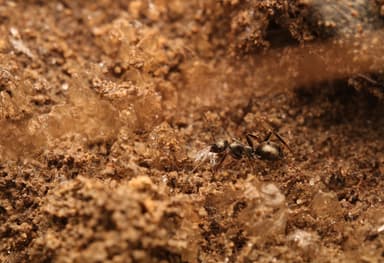 Formica fusca — colony photo 102