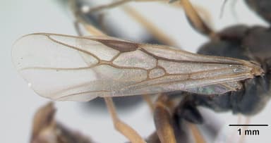 Formica fusca — queen photo 11