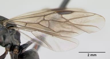 Formica fusca — queen photo 12