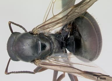 Formica fusca — queen photo 14