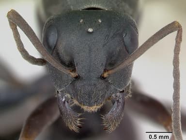 Formica fusca — queen photo 15