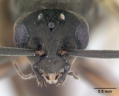 Formica fusca — queen photo 17