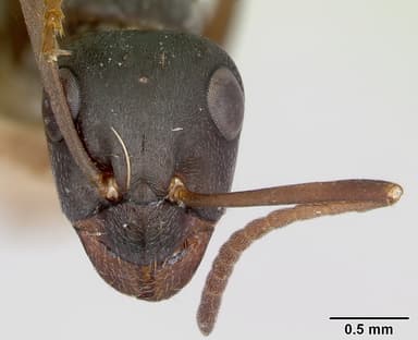 Formica fusca — queen photo 18