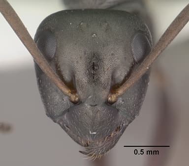 Formica fusca — queen photo 19
