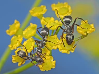 Formica fuscocinerea photo 1