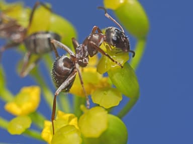 Formica fuscocinerea photo 2