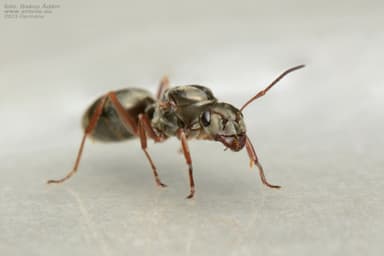 Formica fuscocinerea photo 4