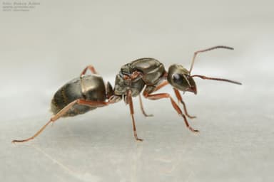 Formica fuscocinerea photo 7