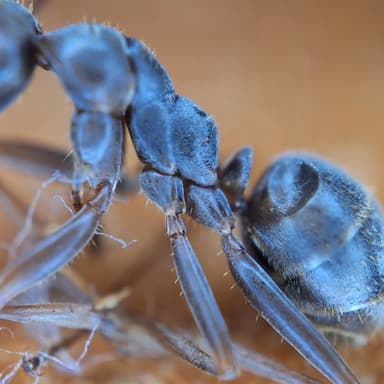 Formica fuscocinerea photo 12
