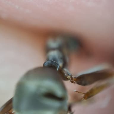 Formica fuscocinerea photo 15