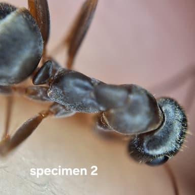 Formica fuscocinerea photo 17