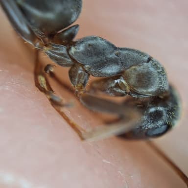 Formica fuscocinerea photo 18