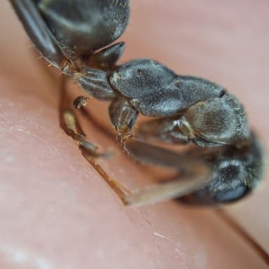 Formica fuscocinerea photo 19