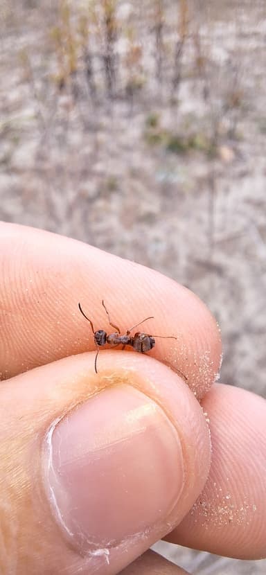 Formica fuscocinerea photo 20