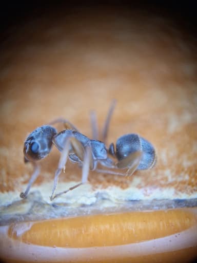 Formica fuscocinerea photo 23
